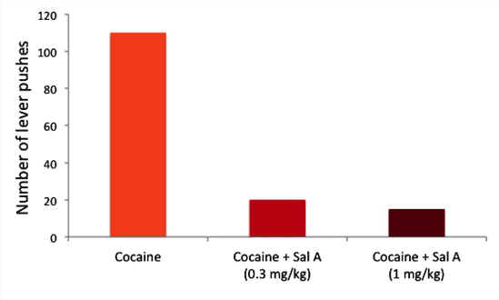 Salvinorin A reduces the addictive potential of cocaine.